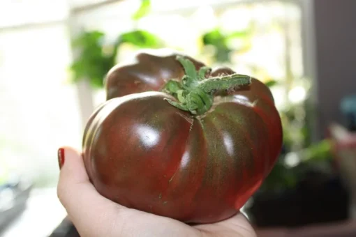 Cherokee Purple Heirloom Tomato Seeds - 20 Beefsteak Seeds - Vibrant Purple Color