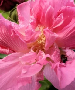 Cotton Rose Seeds - Hibiscus mutabilis - 20 Seeds - Pink Flower Tree - Heirloom Non-GMO