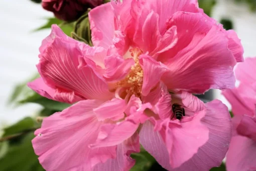 Cotton Rose Seeds - Hibiscus mutabilis - 20 Seeds - Pink Flower Tree - Heirloom Non-GMO