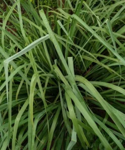 Cymbopogon flexuosus Ornamental Grass Seeds 250 Count Green Perennial Clumping