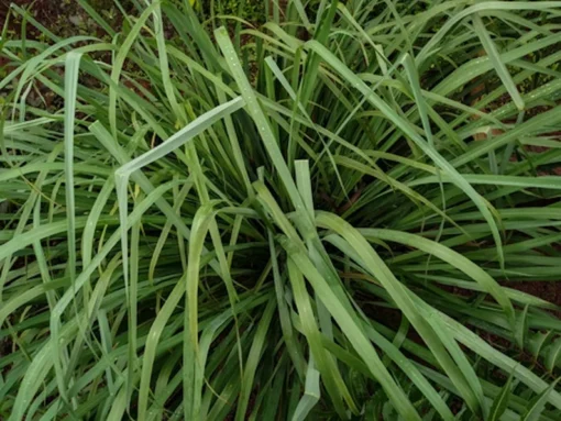 Cymbopogon flexuosus Ornamental Grass Seeds 250 Count Green Perennial Clumping