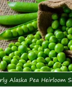 Early Alaska Heirloom Pea Seeds - 100 Count - Cool Weather Garden Plant