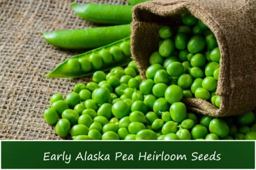 Early Alaska Heirloom Pea Seeds - 100 Count - Cool Weather Garden Plant