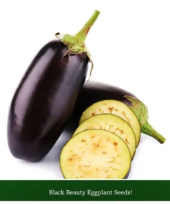 Eggplant Seeds Black Beauty 20 Count Heirloom Compact Purple Black