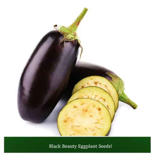 Eggplant Seeds Black Beauty 20 Count Heirloom Compact Purple Black