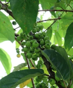 Ficus Racemosa Fig Tree Seeds - 40 Total Seeds for Bonsai or Standard Use - Tropical Plants