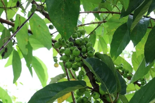 Ficus Racemosa Fig Tree Seeds - 40 Total Seeds for Bonsai or Standard Use - Tropical Plants