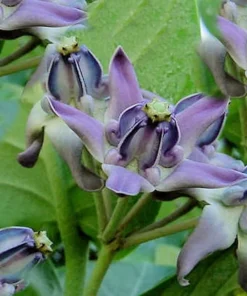 Flower Seeds Blue Lavender Crown Flower 10 Seeds Calotropis Gigantea Butterfly-Friendly