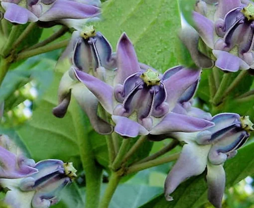 Flower Seeds Blue Lavender Crown Flower 10 Seeds Calotropis Gigantea Butterfly-Friendly