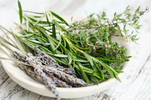 GardenFresh Rosemary Herb Seeds - 25 Aromatic Seeds for Indoor or Outdoor Planting