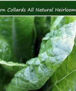 Georgia Southern Collard Greens Seeds - 100 Heirloom Non-GMO Seeds