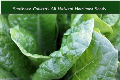 Georgia Southern Collard Greens Seeds - 100 Heirloom Non-GMO Seeds