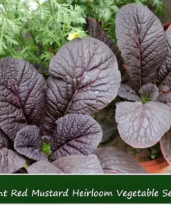 Giant Red Mustard Greens Seeds - 100 Heirloom Seeds - Bold Maroon Flavor - Perfect for Salads