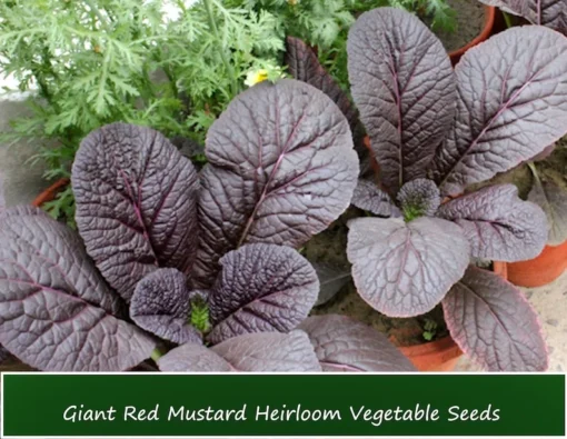 Giant Red Mustard Greens Seeds - 100 Heirloom Seeds - Bold Maroon Flavor - Perfect for Salads