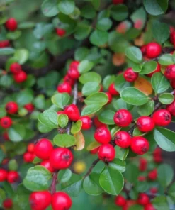 Heirloom Seeds Cotoneaster Horizontalis Rocksray 20 Seeds Good Fall Color