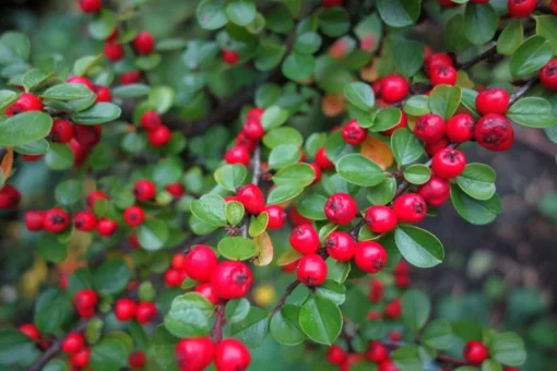 Heirloom Seeds Cotoneaster Horizontalis Rocksray 20 Seeds Good Fall Color