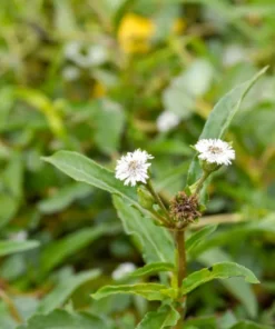 Heirloom Seeds Eclipta prostrata False Daisy 25 Herb Seeds - Garden Plant