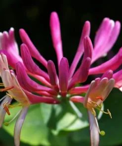 Heirloom Seeds Tatarian Honeysuckle 10 Seeds Pink Flowering Shrub