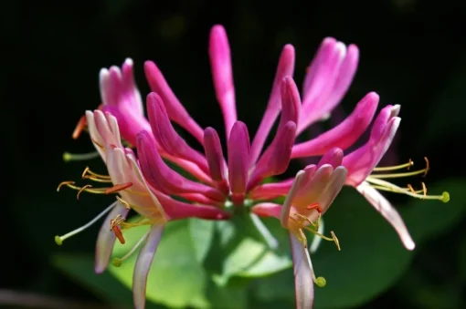 Heirloom Seeds Tatarian Honeysuckle 10 Seeds Pink Flowering Shrub