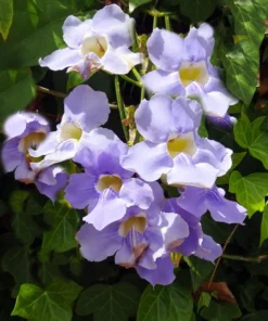 Heirloom Seeds - Thunbergia grandiflora - Blue Trumpet Vine - 5 Seeds