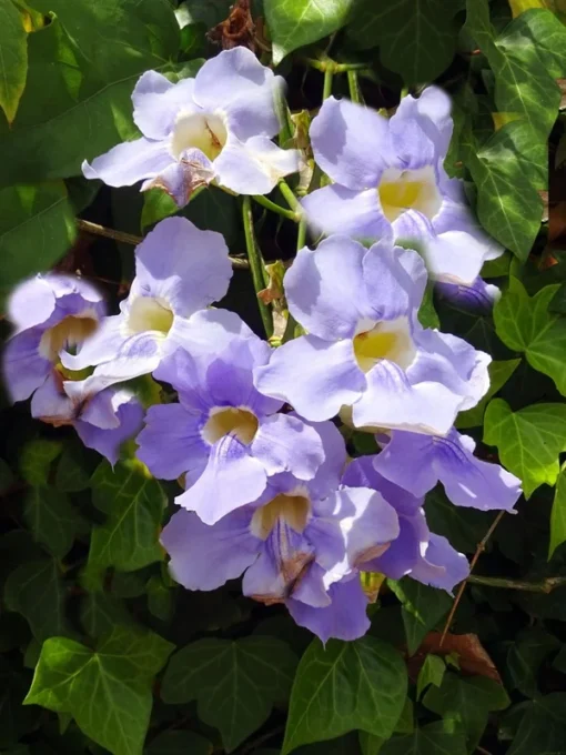 Heirloom Seeds - Thunbergia grandiflora - Blue Trumpet Vine - 5 Seeds