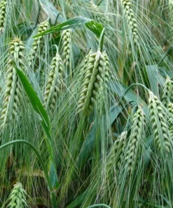 Heritage Malting Barley Seeds - 100 Ancient Grain Seeds for Garden or Containers