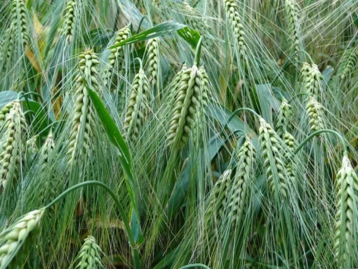 Heritage Malting Barley Seeds - 100 Ancient Grain Seeds for Garden or Containers