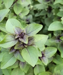 Holy Basil Seeds - 100 Heirloom Seeds - Sacred Tulsi Herb - Aromatic Green to Purple Leaves