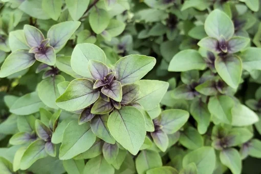 Holy Basil Seeds - 100 Heirloom Seeds - Sacred Tulsi Herb - Aromatic Green to Purple Leaves