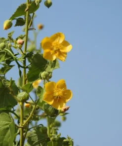 Indian Mallow Seeds - 20 Pack - Ornamental Plant - Bright Yellow Blooms