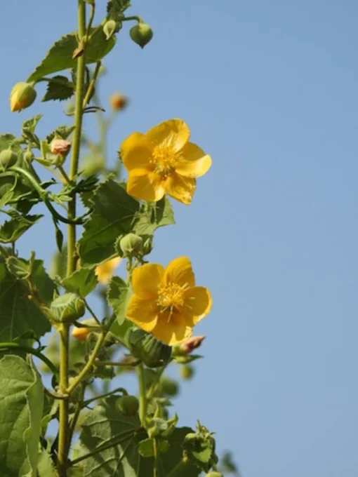 Indian Mallow Seeds - 20 Pack - Ornamental Plant - Bright Yellow Blooms