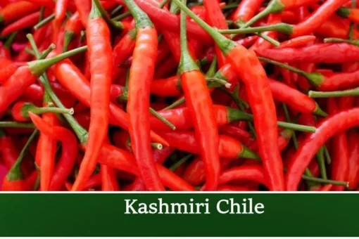 Kashmiri Chilli 20 Seeds Medium Heat Capsicum Hot Pepper Culinary Ornamental