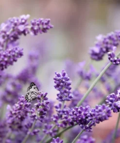 Lavender angustifolia Vera Flower Seeds – 100 Heirloom Seeds – Purple Blooms