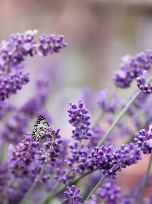 Lavender angustifolia Vera Flower Seeds – 100 Heirloom Seeds – Purple Blooms