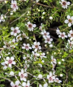 Leptospermum scoparium Seeds - 20 Heirloom Manuka Tea Tree Seeds