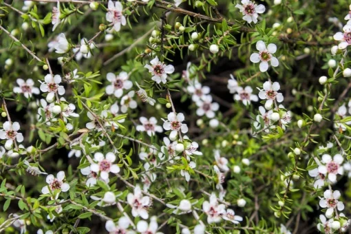 Leptospermum scoparium Seeds - 20 Heirloom Manuka Tea Tree Seeds