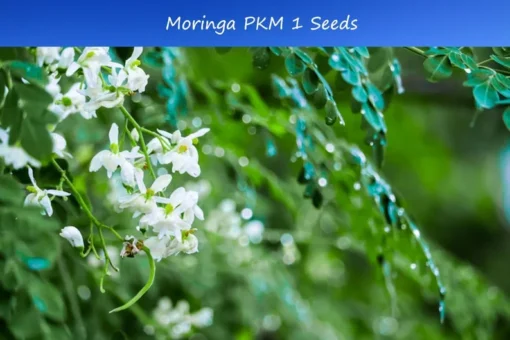 Moringa Oleifera Seeds 10 Pack High Yield PKM1 Drought-Tolerant