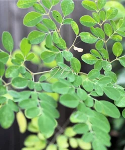 Moringa oleifera Seeds - 20 SEEDS - Fast-Growing Kelor Seeds for Planting