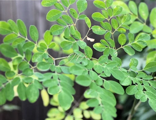 Moringa oleifera Seeds - 20 SEEDS - Fast-Growing Kelor Seeds for Planting