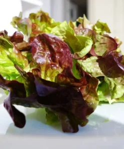 Oak Leaf Lettuce Seeds - 250 Heirloom Seeds - Organic Leafy Greens