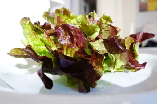 Oak Leaf Lettuce Seeds - 250 Heirloom Seeds - Organic Leafy Greens