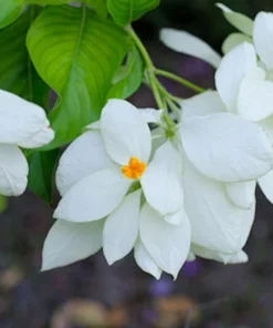 Rare 20 Tropical Seeds East Himalayan Mussaenda Mussaenda roxburghii Green and Orange