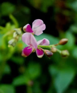 Salpani Flower Seeds - Desmodium gangeticum - 20 Seeds - Pink Blooming Shrub