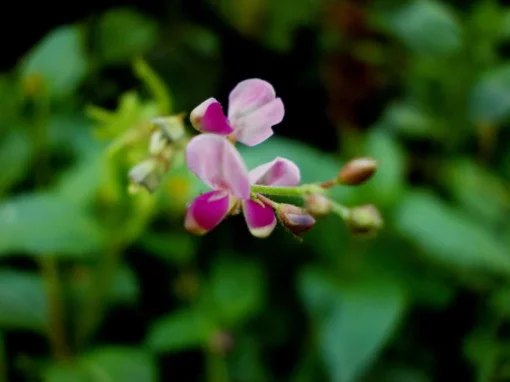 Salpani Flower Seeds - Desmodium gangeticum - 20 Seeds - Pink Blooming Shrub