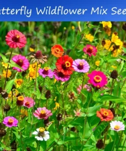 Serendipity Flower Seeds Wildflower Mix 500 Seeds Colorful Blooms for Butterflies