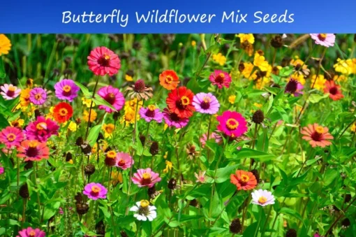 Serendipity Flower Seeds Wildflower Mix 500 Seeds Colorful Blooms for Butterflies