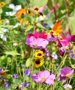 Serendipity Heirloom Flower Seeds Mix 250 Seeds Colorful Pollinator-Friendly