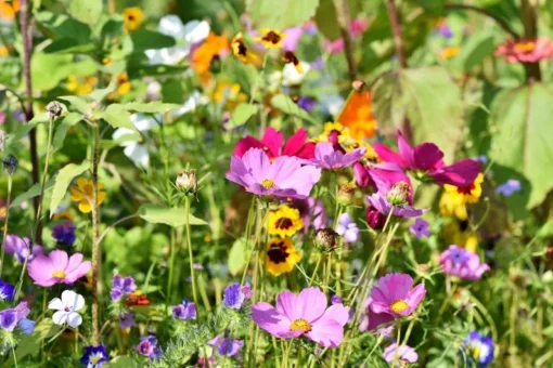 Serendipity Heirloom Flower Seeds Mix 250 Seeds Colorful Pollinator-Friendly