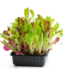 Serendipity Heirloom Lettuce Seeds 250 Count Mixed Greens Non-GMO