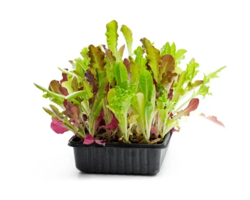 Serendipity Heirloom Lettuce Seeds 250 Count Mixed Greens Non-GMO